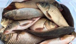 鱼鱼最新爆料,揭秘娱乐圈最新热点事件